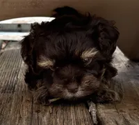 Peanut, a male Havanese for sale in Magnolia, TX – Photo 4 of 7