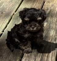 Peanut, a male Havanese for sale in Magnolia, TX – Photo 5 of 7