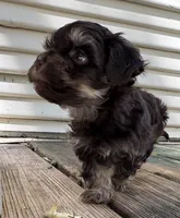 Peanut, a male Havanese for sale in Magnolia, TX – Photo 3 of 7