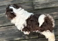 Angus, a male Havanese for sale in Magnolia, TX – Photo 8 of 9