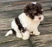 Angus, a male Havanese for sale in Magnolia, TX – Photo 3 of 9