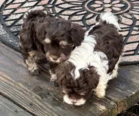 Angus, a male Havanese for sale in Magnolia, TX – Photo 4 of 9