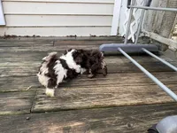Angus, a male Havanese for sale in Magnolia, TX – Photo 7 of 9