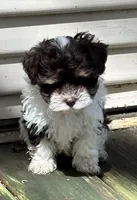 Angus, a male Havanese for sale in Magnolia, TX – Photo 2 of 9