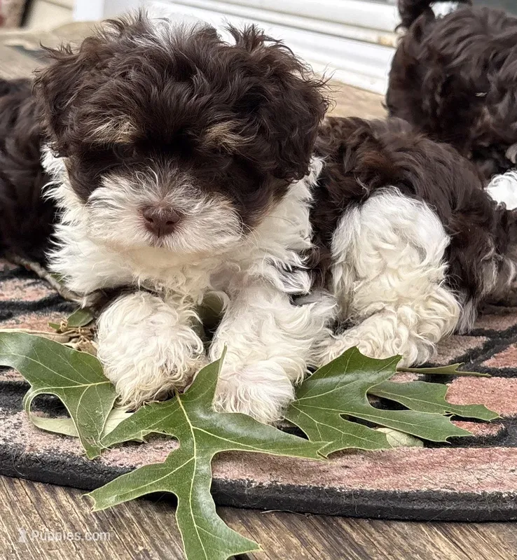 Angus – Havanese puppy for sale in Magnolia, TX