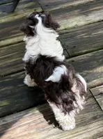 Angus, a male Havanese for sale in Magnolia, TX – Photo 6 of 9