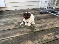 Angus, a male Havanese for sale in Magnolia, TX – Photo 9 of 9