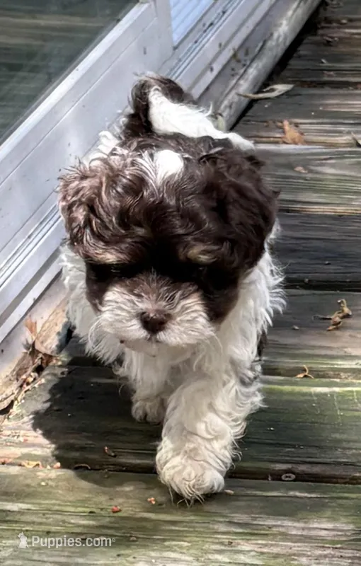 Angus – Havanese puppy for sale in Magnolia, TX