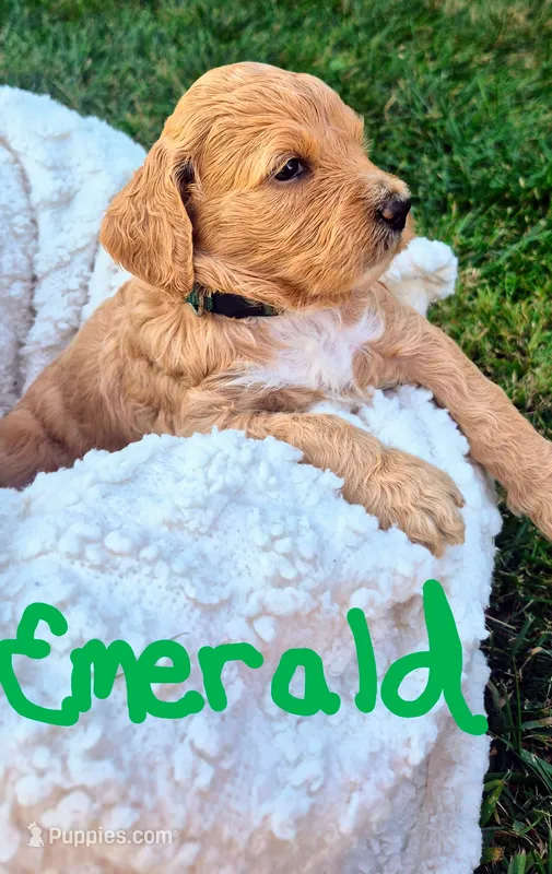 Emerald "Emme" – Goldendoodle puppy for sale in Tiffin, OH
