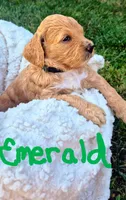 Emerald "Emme", a female Goldendoodle for sale in Tiffin, OH – 1 of 1