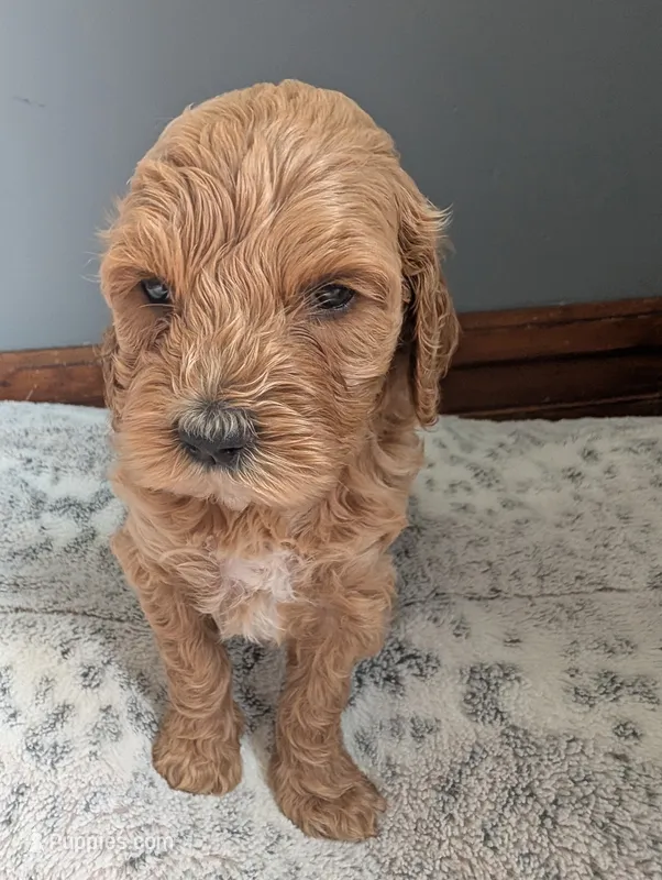 Tiny – Goldendoodle puppy for sale in Tiffin, OH