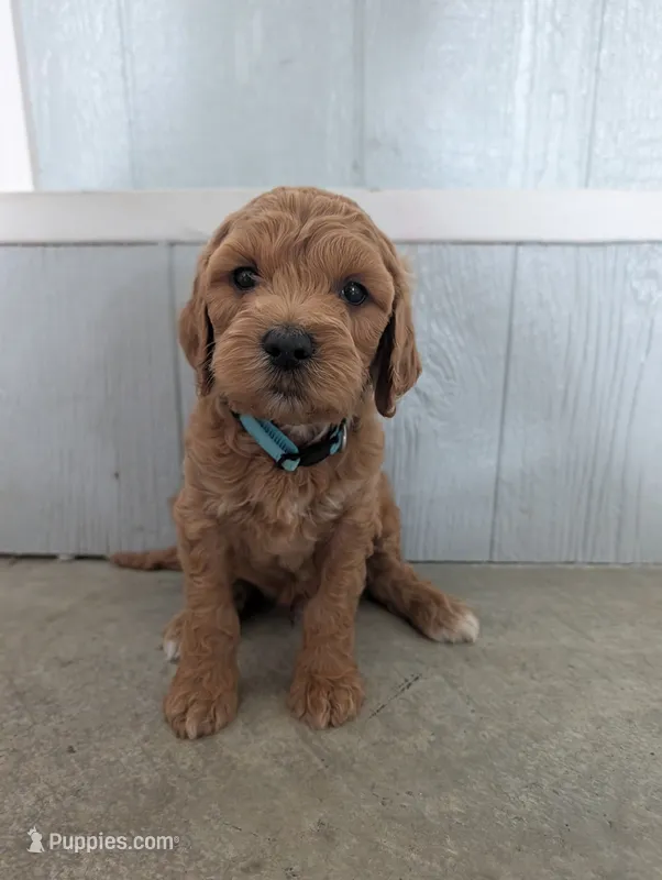 Fiona  – Goldendoodle puppy for sale in Tiffin, OH