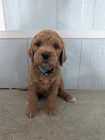 Fiona , a female Goldendoodle for sale in Tiffin, OH – 1 of 1