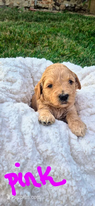 Pinkety Drinkety "Pinky" – Goldendoodle puppy for sale in Tiffin, OH
