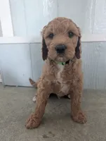 Cucumber "Cu" , a male Goldendoodle for sale in Tiffin, OH – 1 of 1