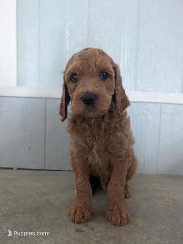 Rusty – Goldendoodle puppy for sale in Tiffin, OH