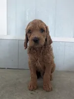 Rusty, a male Goldendoodle for sale in Tiffin, OH – 1 of 1