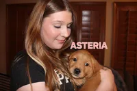Asteria, a female Golden Retriever for sale in Surprise, AZ – Photo 5 of 9