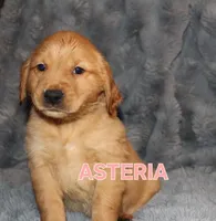 Asteria, a female Golden Retriever for sale in Surprise, AZ – Photo 3 of 9