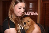 Asteria, a female Golden Retriever for sale in Surprise, AZ – Photo 4 of 9