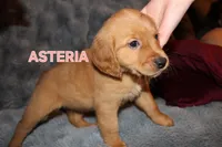 Asteria, a female Golden Retriever for sale in Surprise, AZ – Photo 2 of 9