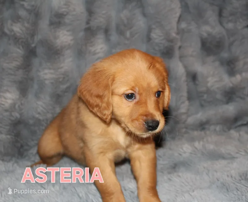 Asteria – Golden Retriever puppy for sale in Surprise, AZ