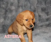 Asteria, a female Golden Retriever for sale in Surprise, AZ – Photo 1 of 9