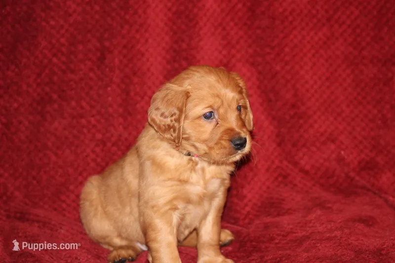 Iris – Golden Retriever puppy for sale in Surprise, AZ