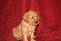 Iris, a female Golden Retriever for sale in Surprise, AZ – Photo 1 of 7