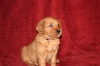 Iris, a female Golden Retriever for sale in Surprise, AZ – Photo 2 of 7