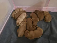 Iris, a female Golden Retriever for sale in Surprise, AZ – Photo 1 of 5