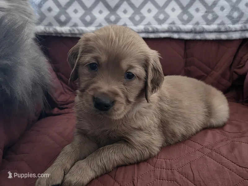 Iris – Golden Retriever puppy for sale in Surprise, AZ