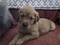 Iris, a female Golden Retriever for sale in Surprise, AZ – Photo 3 of 7