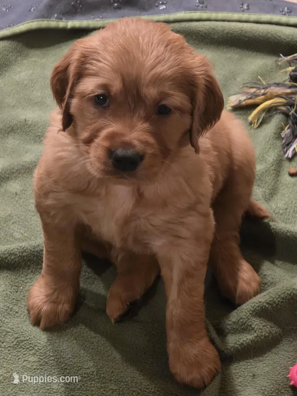 Ares – Golden Retriever puppy for sale in Surprise, AZ