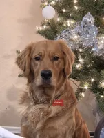 Alastor, a male Golden Retriever for sale in Surprise, AZ – Photo 3 of 4