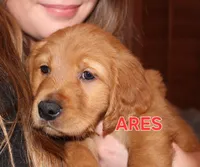 Ares, a male Golden Retriever for sale in Surprise, AZ – Photo 3 of 6