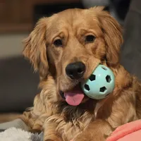 Ares, a male Golden Retriever for sale in Surprise, AZ – Photo 5 of 6