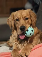 Ares, a male Golden Retriever for sale in Surprise, AZ – Photo 2 of 4