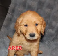 Ares, a male Golden Retriever for sale in Surprise, AZ – Photo 2 of 6