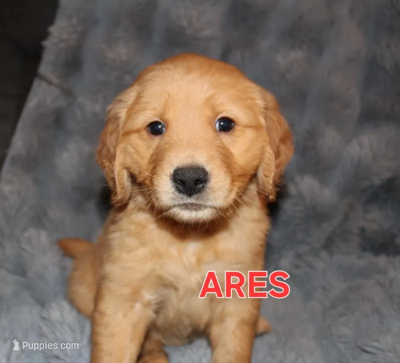 Ares – Golden Retriever puppy for sale in Surprise, AZ