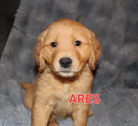 Ares, a male Golden Retriever for sale in Surprise, AZ – Photo 1 of 6