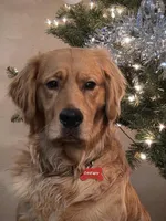 Ares, a male Golden Retriever for sale in Surprise, AZ – Photo 4 of 4