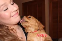 Ares, a male Golden Retriever for sale in Surprise, AZ – Photo 4 of 6