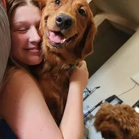 Ares, a male Golden Retriever for sale in Surprise, AZ – Photo 6 of 6