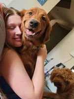 Ares, a male Golden Retriever for sale in Surprise, AZ – Photo 3 of 4