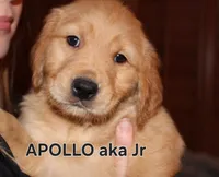 Apollo, a male Golden Retriever for sale in Surprise, AZ – Photo 2 of 6
