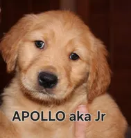 Apollo, a male Golden Retriever for sale in Surprise, AZ – Photo 1 of 6