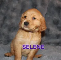 Selene, a female Golden Retriever for sale in Surprise, AZ – Photo 4 of 5