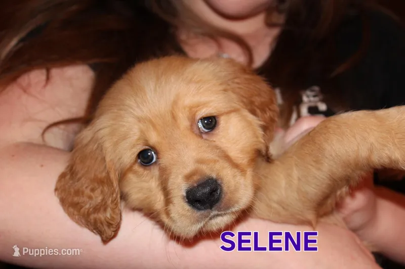 Selene – Golden Retriever puppy for sale in Surprise, AZ