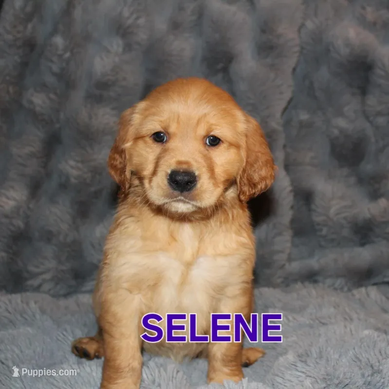 Selene – Golden Retriever puppy for sale in Surprise, AZ